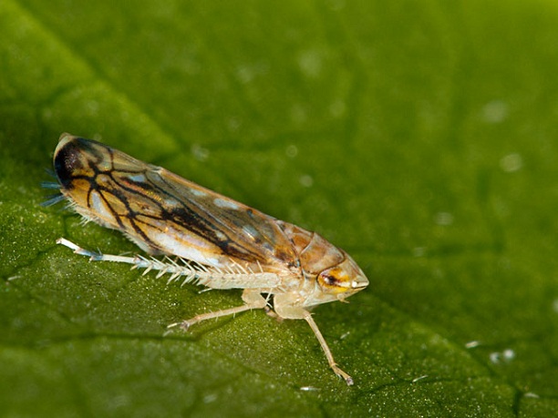 Amerikai szlőkabóca szolokaboca