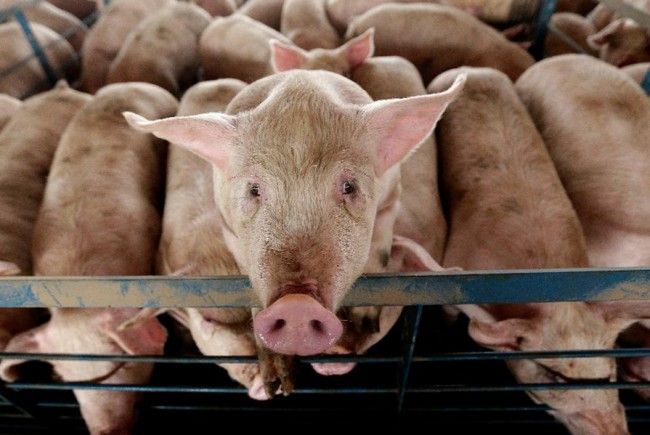 Sertéspestis sertespestis